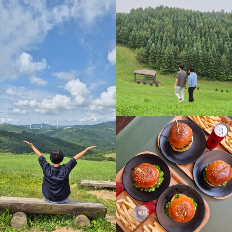 강원도 평창 가볼만한곳 대관령 삼양목장 라운드힐 양떼목장