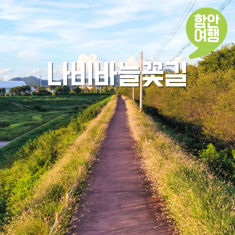 9월 함안 여행 가볼만한곳 나비바늘꽃길 가우리꽃길 주차 드라이브