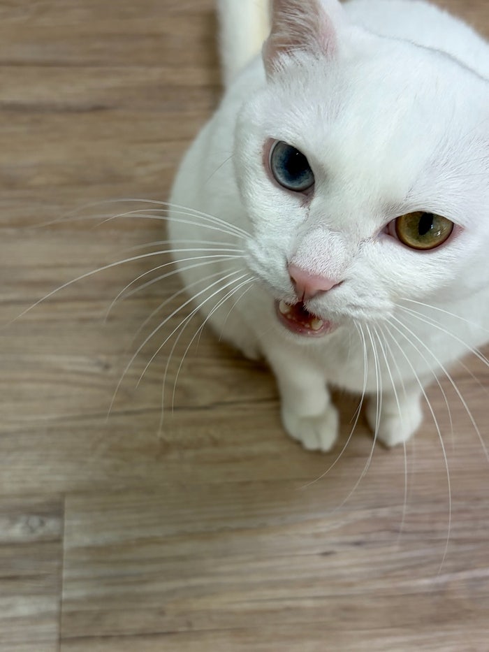 만 6세 고양이 펫보험 비교 | 고양이보험, 6개사 알아보고 마이브라운 가입한 이유