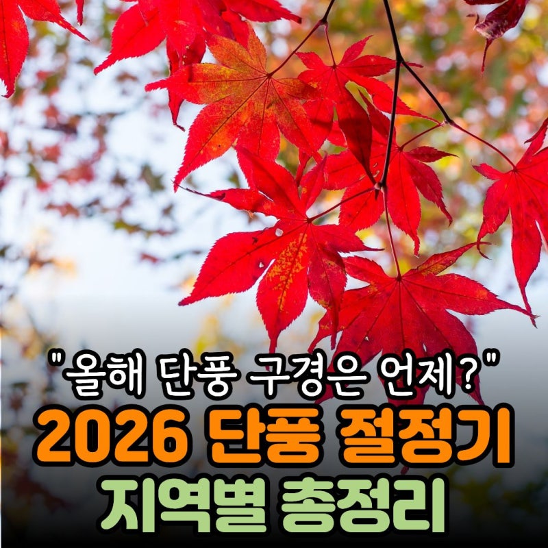 2026 단풍 시기 화담숲 설악산 내장산 단양 경주 지역별 총정리 “단풍 절정기 언제일까?”
