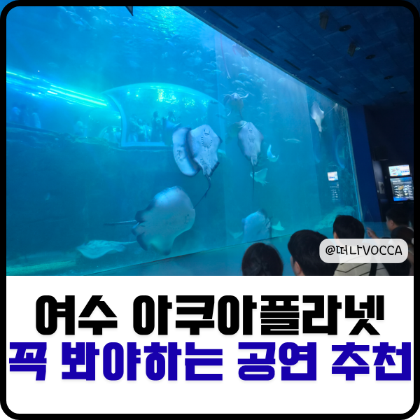 여수 아쿠아플라넷 공연 시간 할인 Tip 벨루가보다 귀여웠던 수달