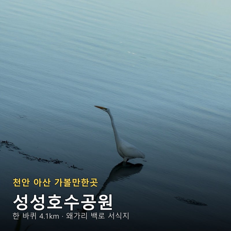 Cheonan Asan's Seongseong Lake Park: Running, Walking, Cafe Street, and Watching Egrets with Kids