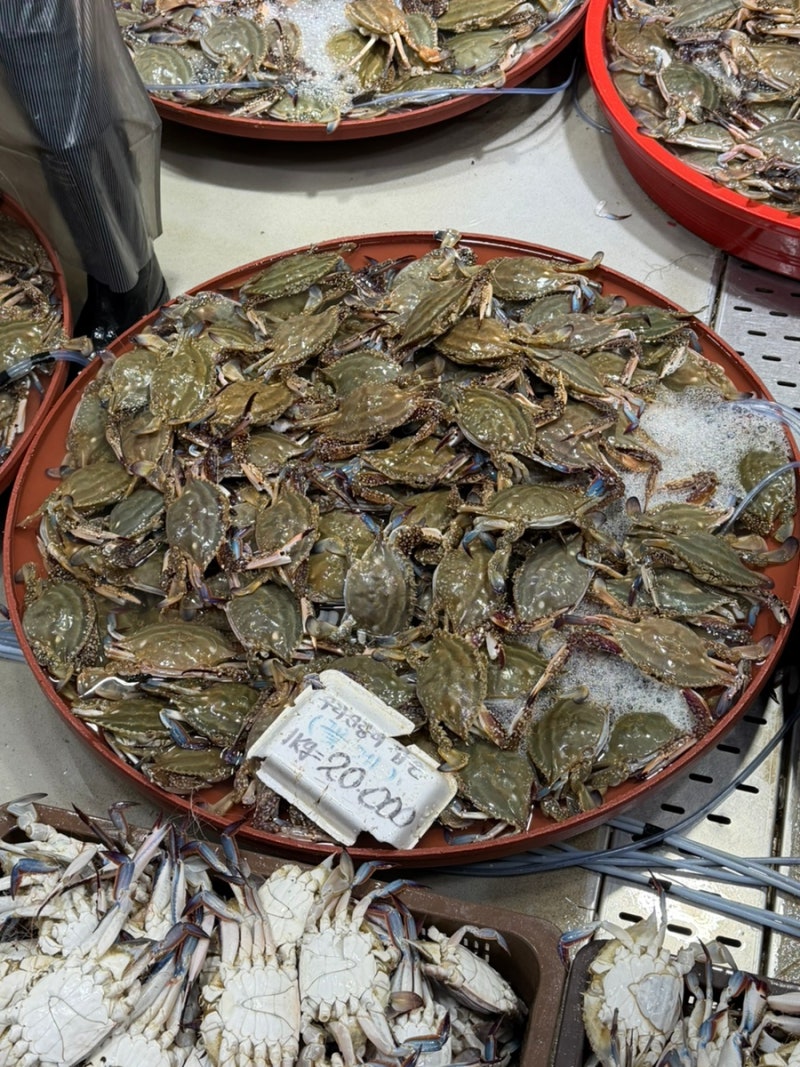 대명항 꽃게 2kg 구입 후기 | 가격, 사이즈, 실한 제철 꽃게 고르는 방법, 캠핑 꽃게 라면