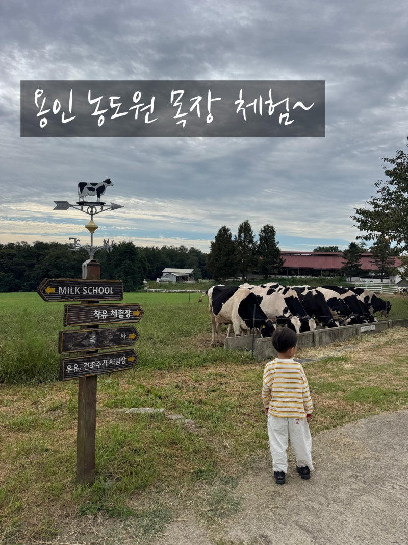 용인 농도원 목장 체험
