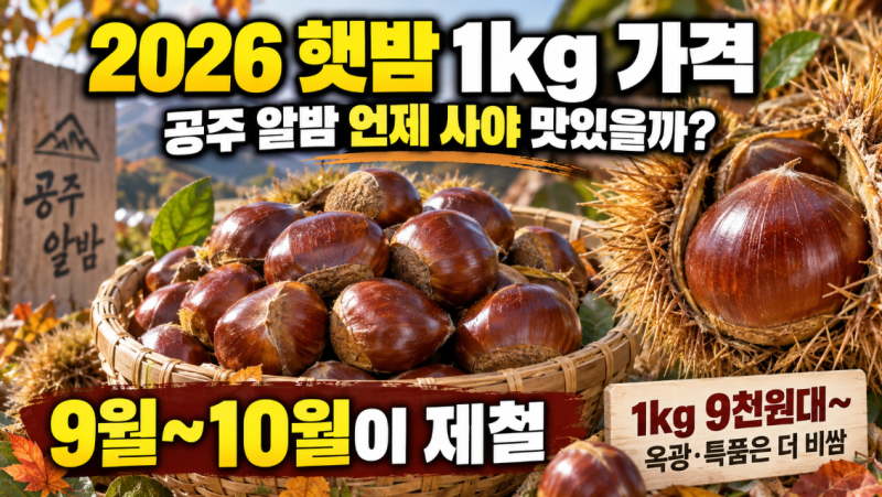 2026 햇밤 1kg 가격｜공주 알밤 언제 사야 맛있을까?