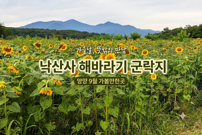 9월 강원도 양양 가볼만한곳, 낙산사 입구 숨은 해바라기 군락지 만개 현황