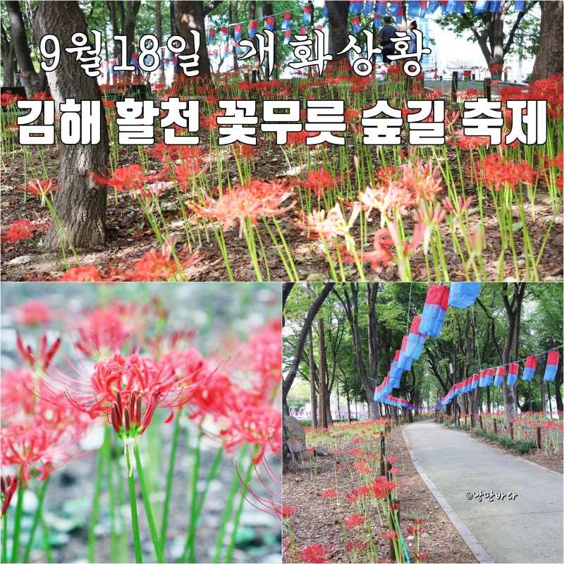 경남 꽃구경 명소 김해 활천 꽃무릇 숲길 축제 가기 전 확인! 9월 18일 개화 상황