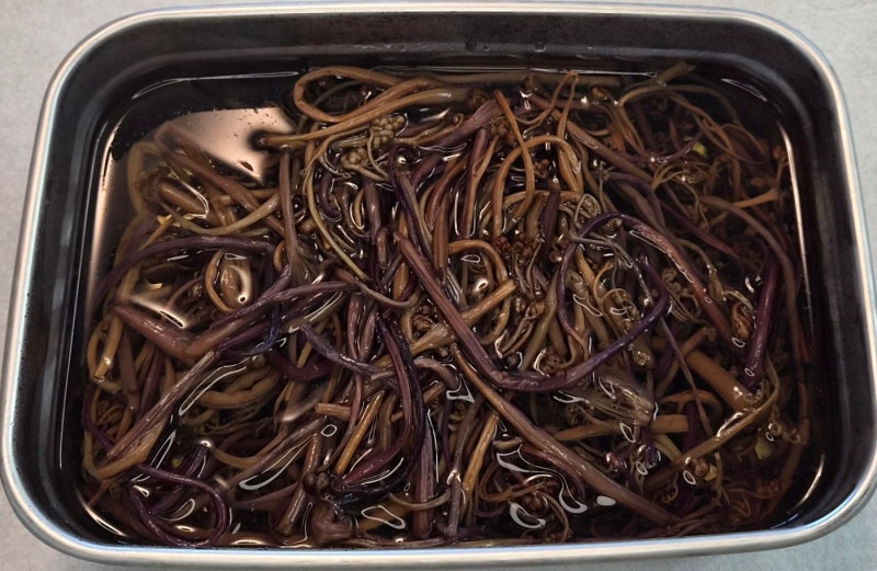 건고사리 삶는법 불리는 시간부터 20분 삶기 냉동 보관법