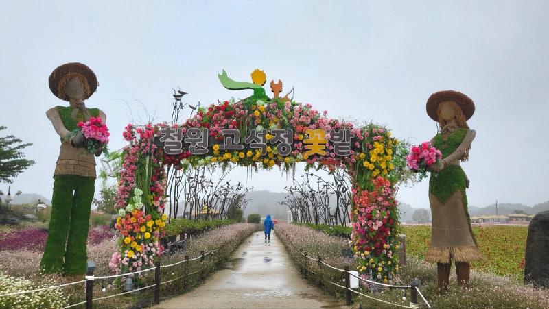 철원 고석정 꽃밭 꽃축제 가볼만한곳