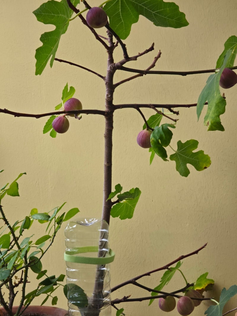 무화과나무 키우기 승정도후인(도핀) 품종 열매 맺는 시기와 국내 무화과 종류 How to Grow Fig Tr....