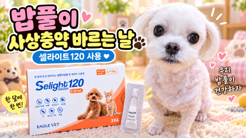 강아지 심장사상충약 셀라이트120 약국 구매 | 애드보킷에서 바꾼 8개월 사용 후기
