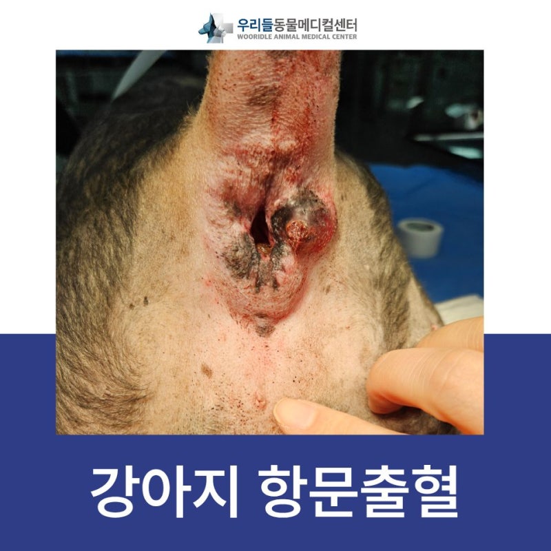 강아지 항문 출혈 치료로 항문종양 수술 했어요