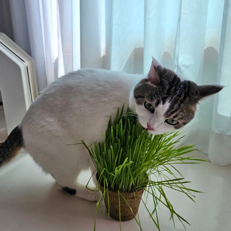 고양이 캣그라스 키우기, 풀 아무거나 먹여도 될까?