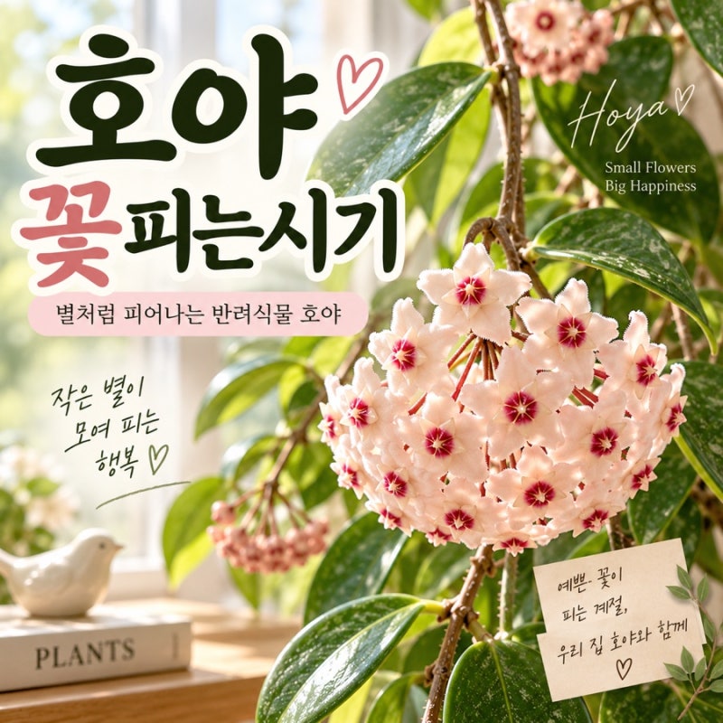호야꽃피는시기 언제일까? 꽃 피우는 방법과 꽃대 관리 3가지