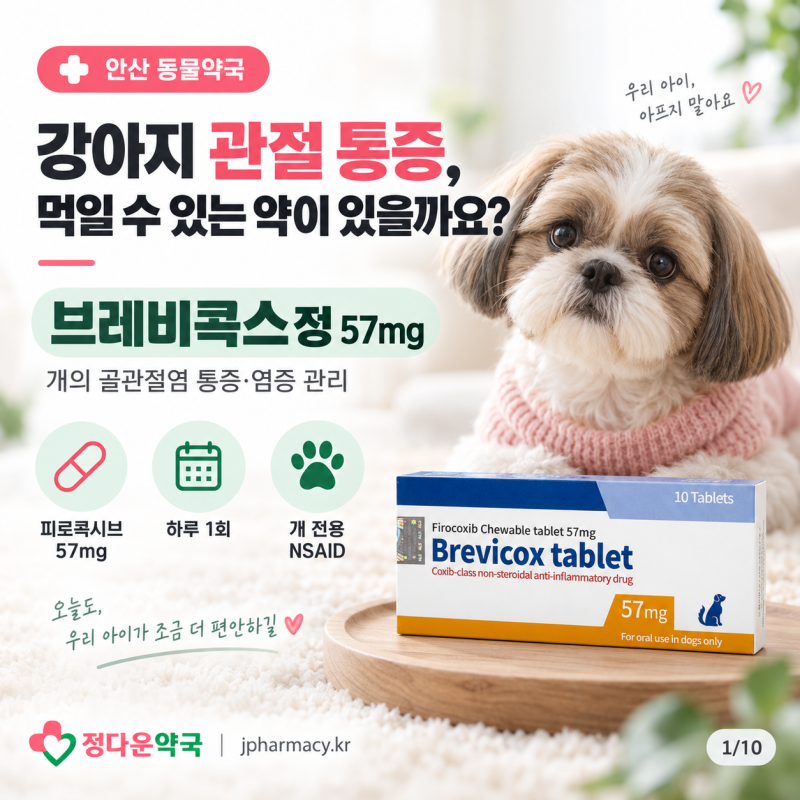 강아지가 계단을 망설이고 절뚝거린다면? 골관절염 통증약 브레비콕스정 - 안산 동물약국