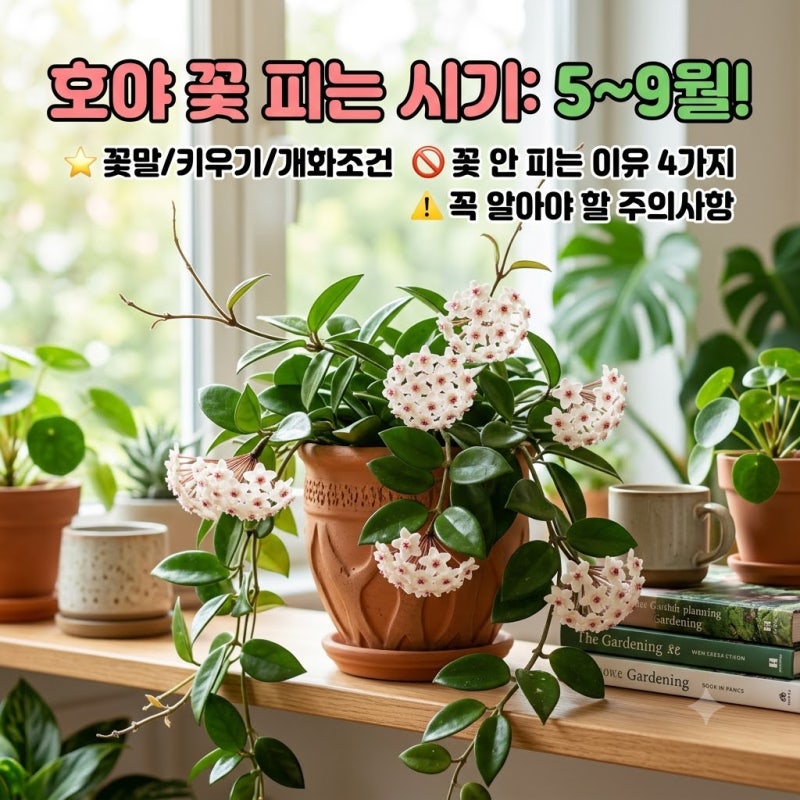 호야꽃피는시기 언제일까? 개화조건 호야 키우는 방법 꽃안피는이유 주의사항까지