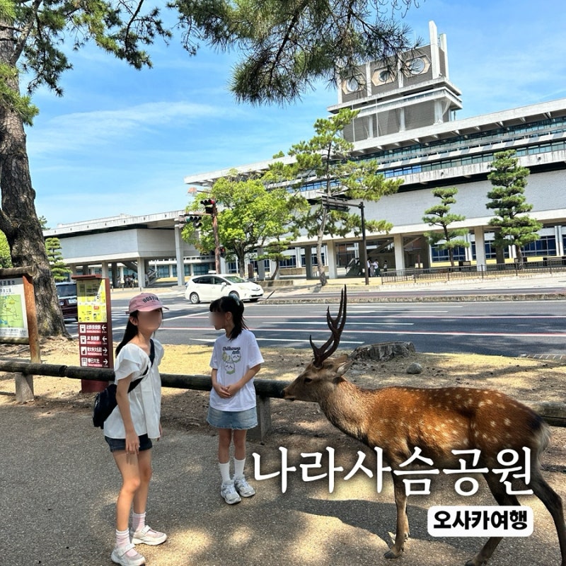 오사카 나라공원 후기｜사슴 먹이주기 체험·도다이지·가는 방법