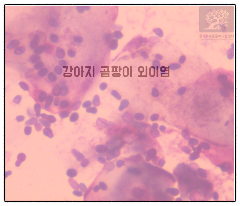 강아지가 귀를 많이 긁어요. 귀를 많이 털어요. 강아지외이염, 강아지곰팡이성외이염, 강아....