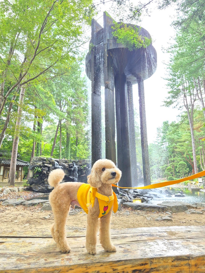 남이섬 강아지 애견동반 여행 입장료 주차장 꿀팁