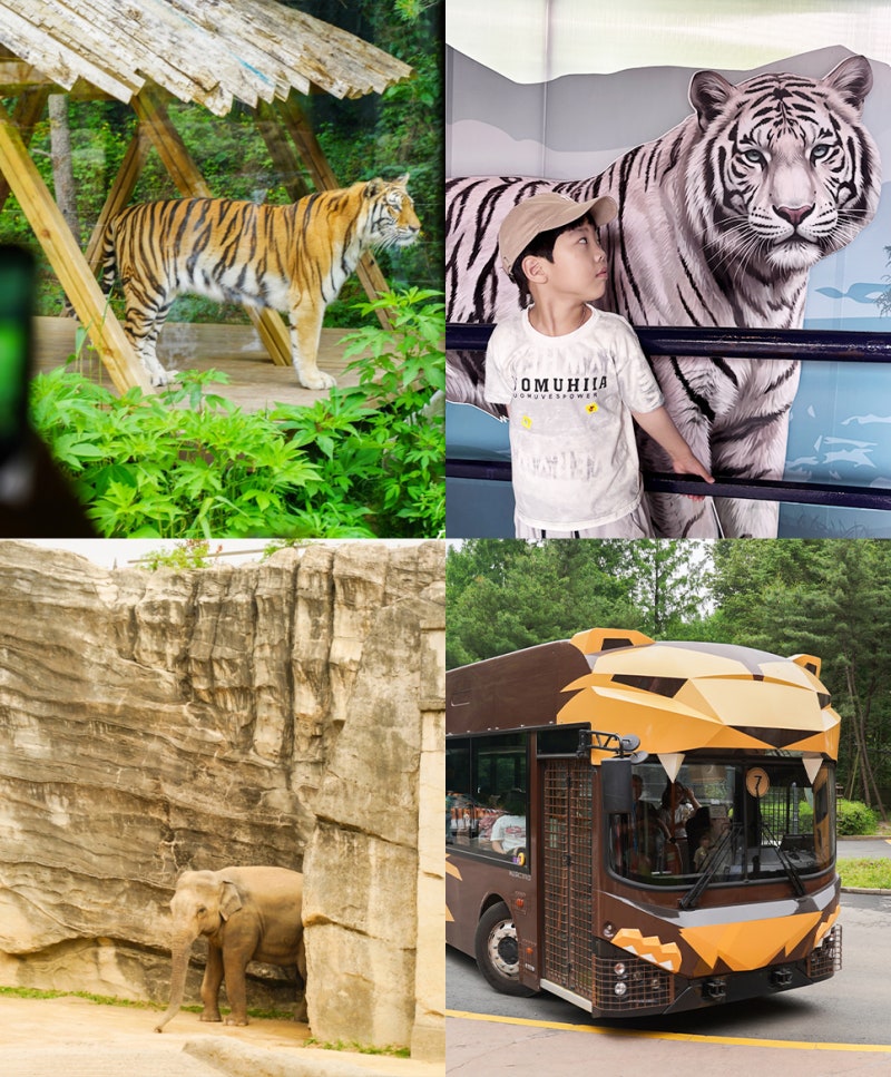 용인 에버랜드 로스트밸리 vs 사파리 비교 자리꿀팁 명당 총정리