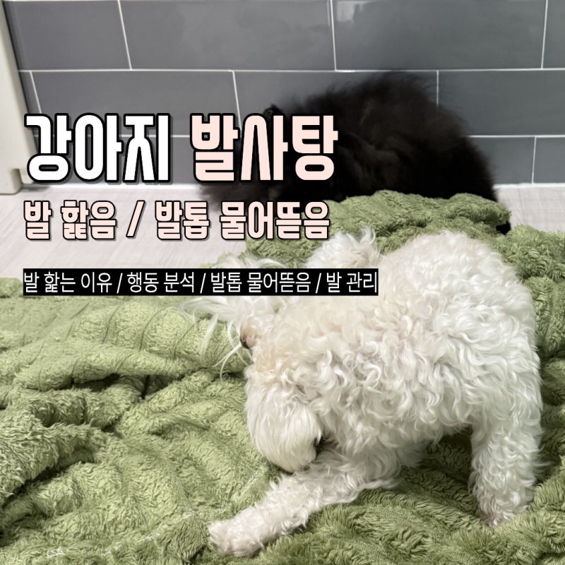 강아지가 자꾸 발을 핥는 이유, 그냥 습관인 줄 알았는데?