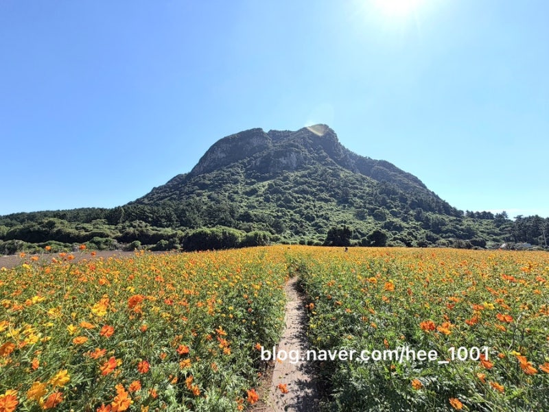 9월 제주 가볼만한곳 제주도 산방산정원 코스모스 개화 서귀포시 포토스팟