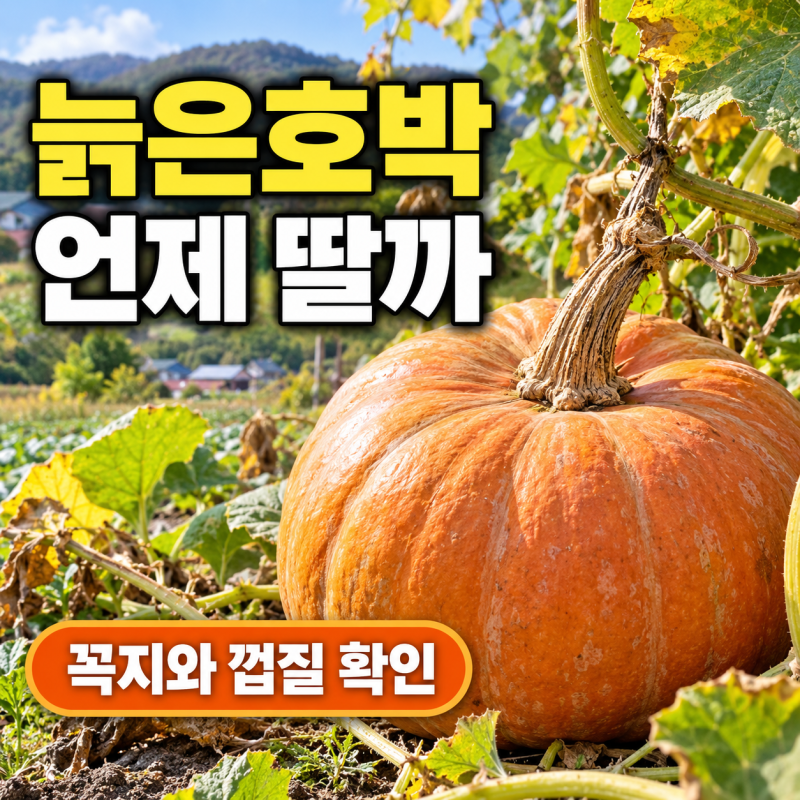 호박 수확시기 늙은호박은 언제 딸까 꼭지와 껍질로 확인하는 9월 수확 방법