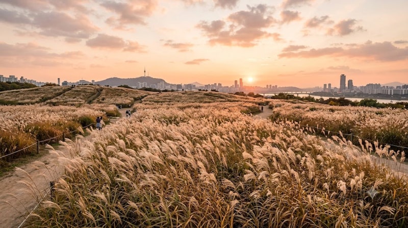 서울 하늘공원 억새축제 완전정복｜난지도 쓰레기산이 은빛 억새밭으로, 서울 가을 대표 야....