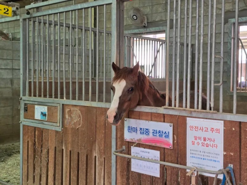 구미 아이와 가볼만한 곳 구미시승마장 승마체험 후기