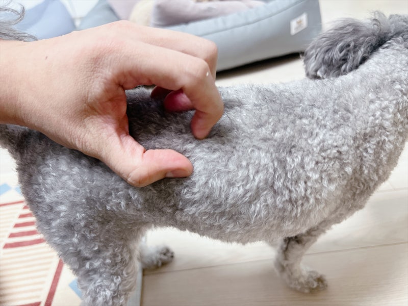 강아지 등에 혹 종기 원인, 지방종 강아지 피지낭종 구별법