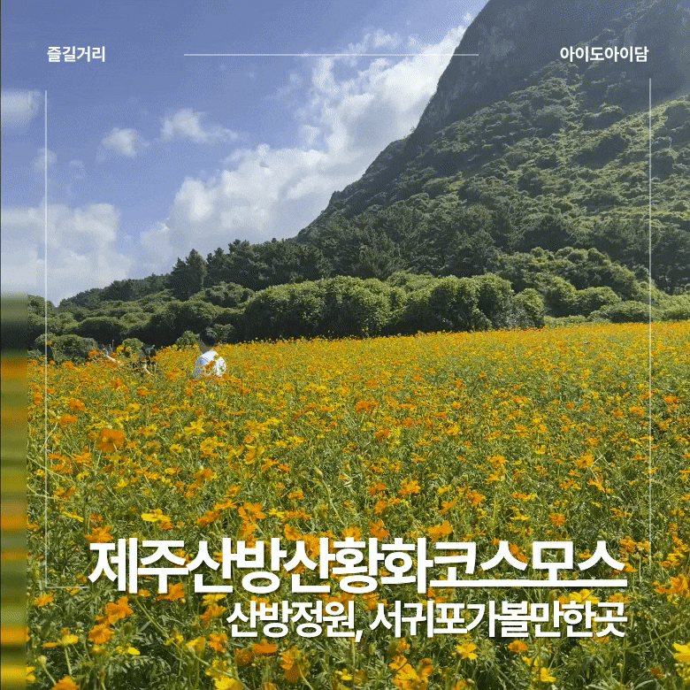 제주 | 황화코스모스 올가을 인생샷명소! 산방정원 제주 산방산 아래 펼쳐진 노란 바다 물결