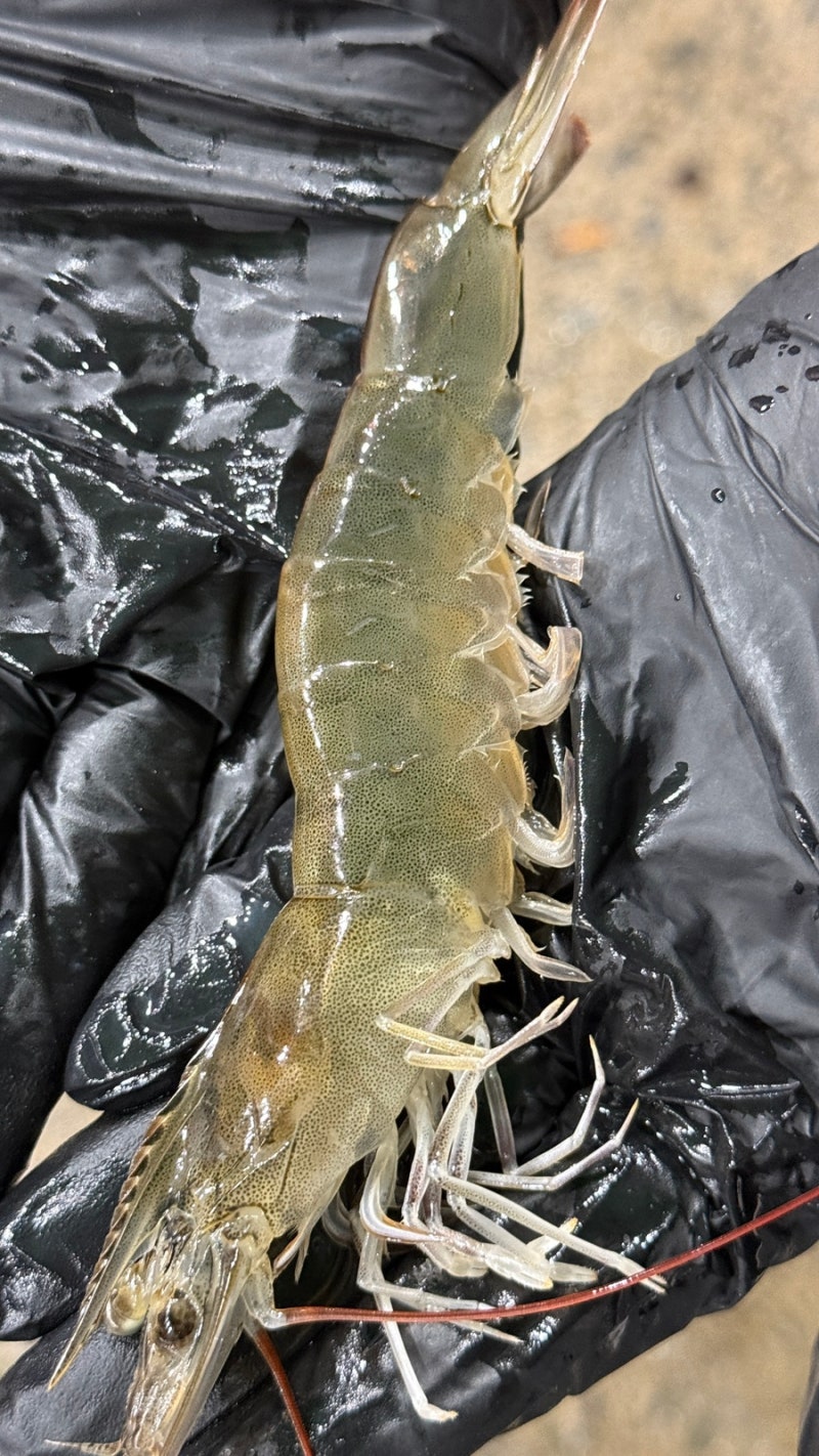 흰다리새우 제철 언제? 대하와 차이부터 맛있게 먹는 법까지