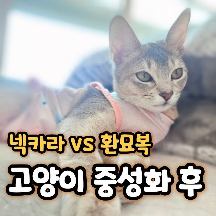 고양이 중성화 후 환묘복 괜찮을까? 상처 염증 겪고 넥카라로 바꾼 후기