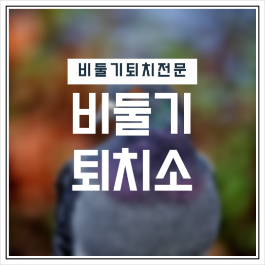 수원 비둘기퇴치 실외기실 비둘기 똥 청소 방법