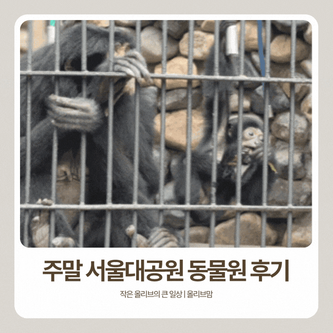 서울대공원 동물원 후기 | 주차장 입장료 시간 코끼리열차