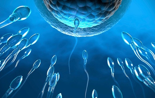 정관수술후 정자 기능은 죽는걸까?