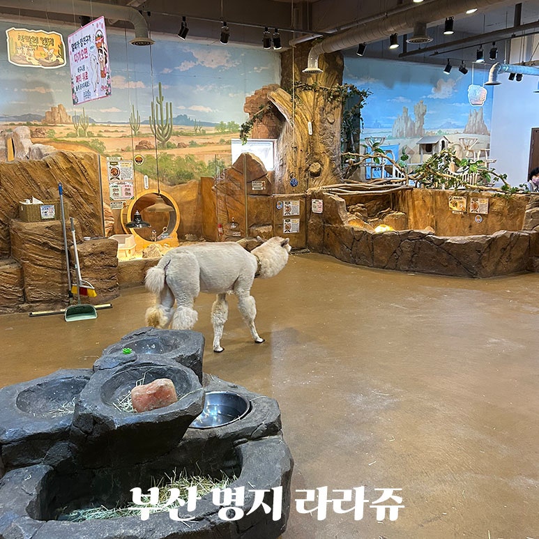 부산 아기랑 실내가볼만한곳 명지 라라쥬 실내동물원