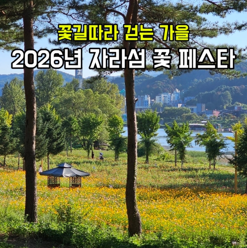가평 여행 2026 자라섬 꽃 페스타 가을꽃 축제 입장료·기간·주차·볼거리 총정리