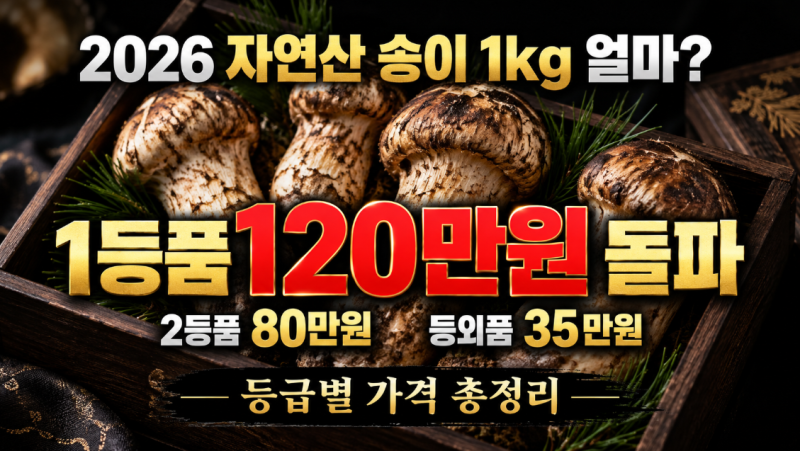2026 송이버섯 시세｜자연산 송이 1kg 가격 얼마일까?