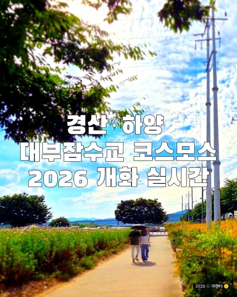 경산·하양 경관농업단지·대부잠수교 코스모스 개화상황 | 대구 근교 9월 꽃구경 명소