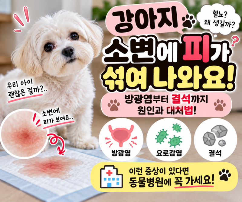 강아지 소변에 피가 섞여 나올 때｜혈뇨가 보인다면 확인하세요