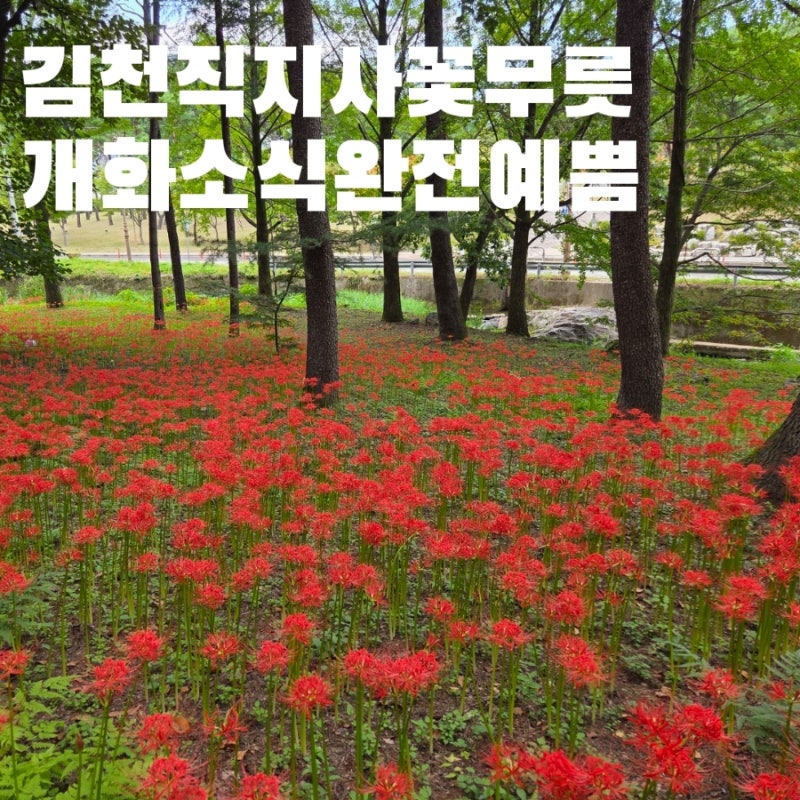 김천 직지사 가을꽃 꽃무릇 실시간 개화 상황 지금이 절정 가을여행지
