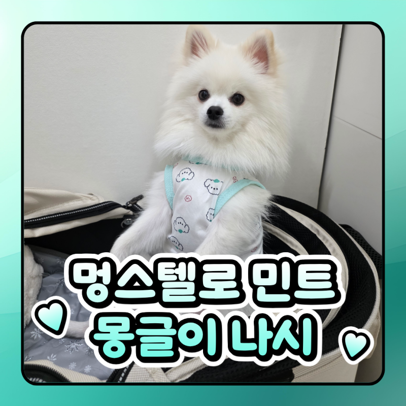 강아지옷 애견옷 멍스텔로 민트 몽글이 나시 고양이강아지실내복 추천