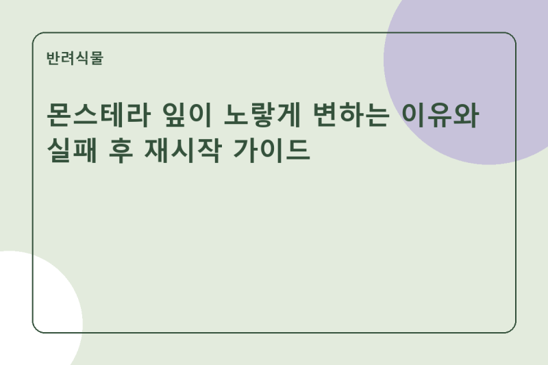 몬스테라 잎이 노랗게 변하는 이유와 실패 후 재시작 가이드
