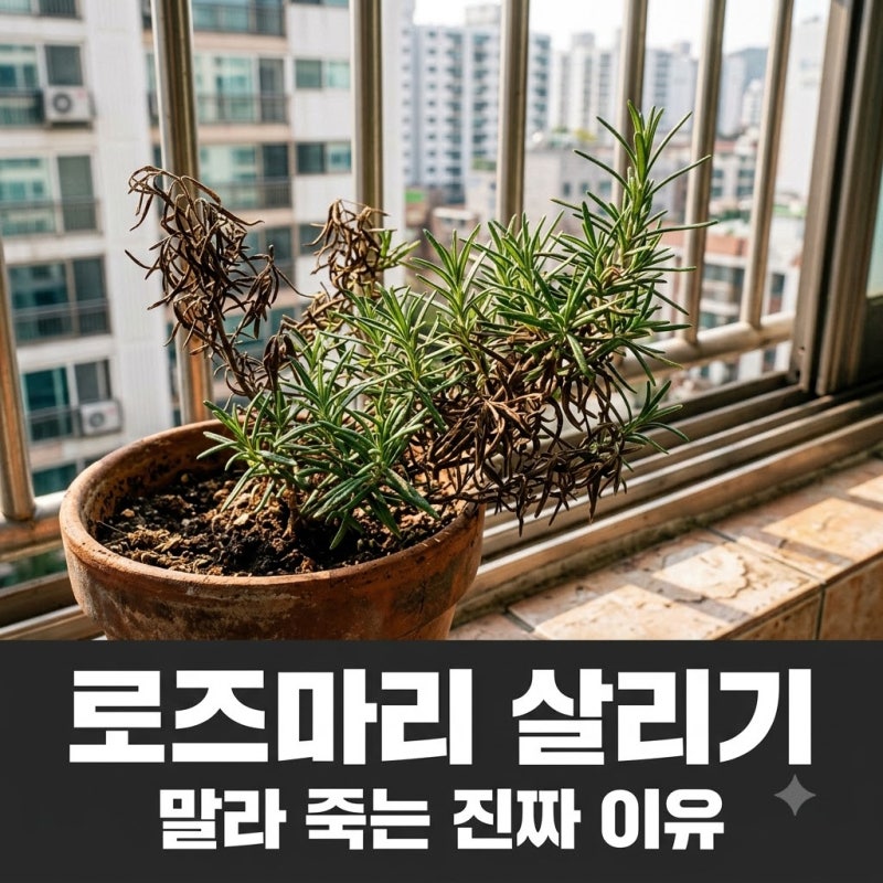 로즈마리가 말라 죽는 이유 물 부족이 아닐 수 있는 5가지 원인
