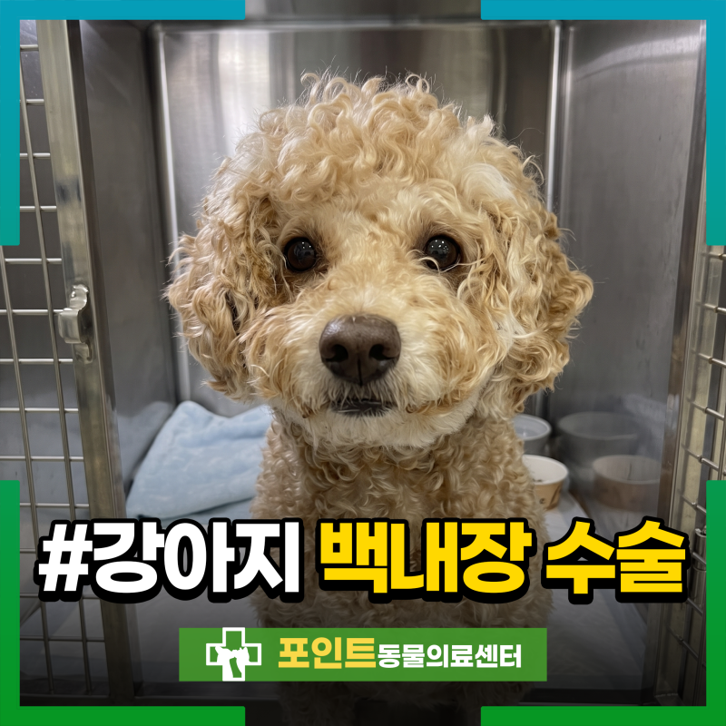 강아지 백내장 수술 및 초기 증상 치료 후기, 인천 안과 특화 동물병원