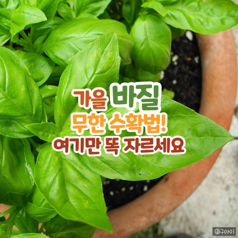 가을철 바질 화분 하나로 실내에서 사계절 무한 수확하는 홈가드닝 가지치기 꿀팁