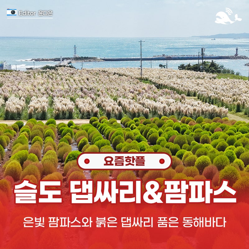 울산 가을 여행지 슬도 팜파스 댑싸리 군락지 주차 및 실시간 풍경