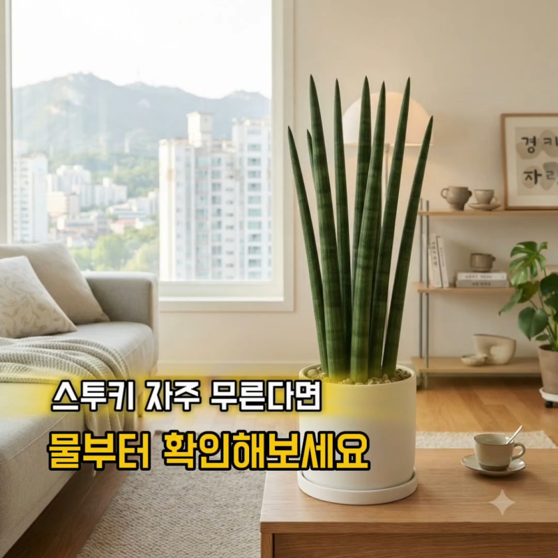 스투키 물주기 얼마나 자주 해야 할까 과습 증상과 관리법
