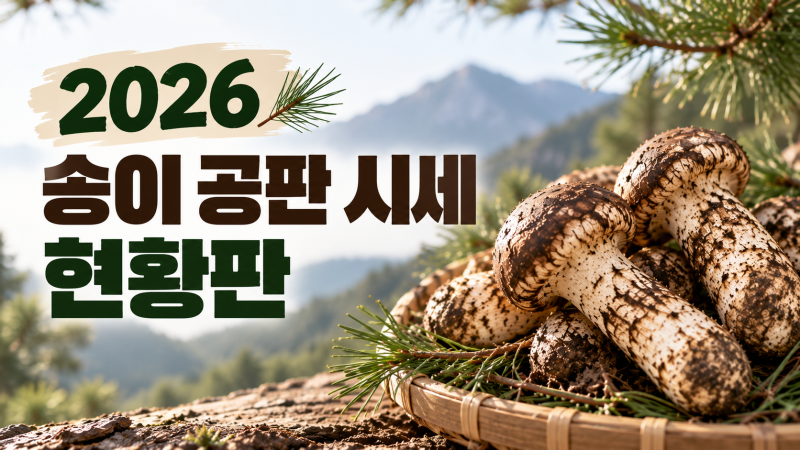 2026 송이버섯 공판 시세 현황판 -9/24(목)기준 업뎃